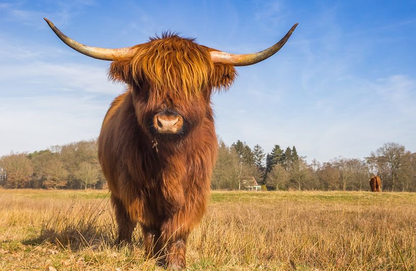 Eine schottische Highlander-Kuh steht im Naturschutzgebiet Hondstongen in Drenthe von Marc Venema
