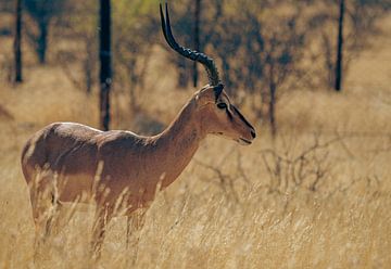 Antilope impala dans le parc national d'Etosha en Namibie, Afrique sur Patrick Groß