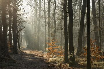 Promenade en forêt avec le brouillard et le soleil qui se lèvent
