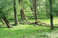 Bomen in het bos