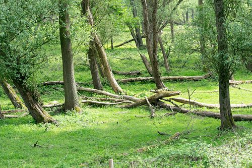 Bomen in het bos