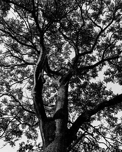 BNW Waldbaum Magie Dunkel