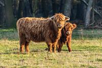Hooglander moeder met kalf.
