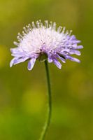 Wild flower