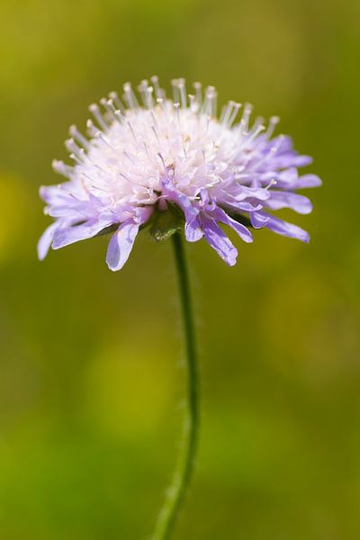 Wild flower par RWNL Fotografie