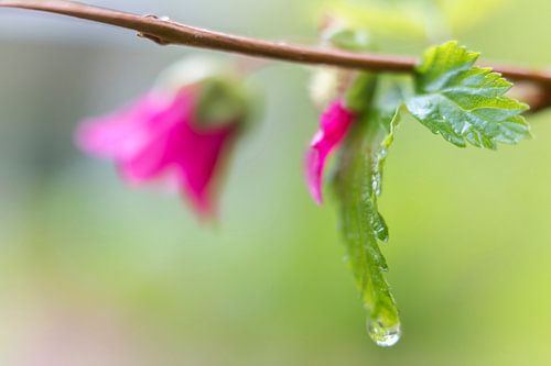 Regendruppel in het bos. 