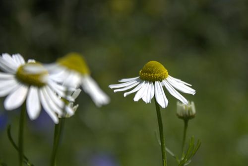 Chamomile Flowers in the Summer Sun