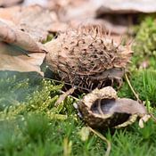 Justin Reddering Profile picture