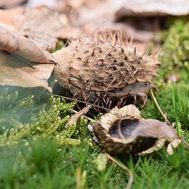 Justin Reddering Profile picture