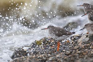 Redshank prend une douche - Wadden naturel sur Anja Brouwer Fotografie