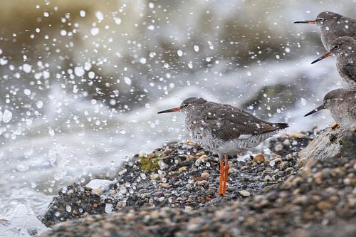 Redshank prend une douche - Wadden naturel