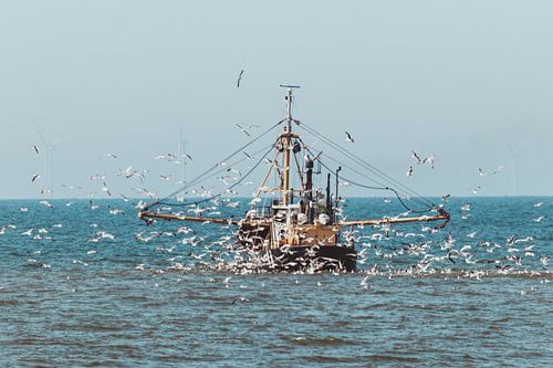 Fishing boat at Scheveningen with lots of seagulls