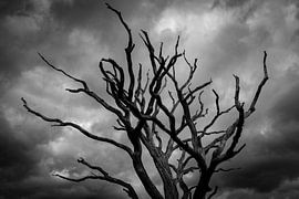 Dead tree in front of dark clouds by Atelier Liesjes