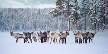 Reindeer herd in Pasvik National Park