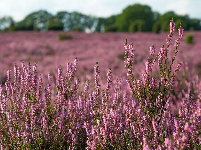 Broom heath, Lüneburg Heath by Katrin May