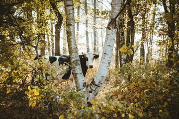 Forest cow by Jakub Wencek