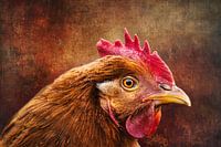 The Look of a New Hampshire Chicken
