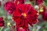 Red dahlia