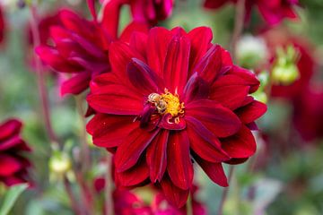 Un dahlia rouge sur Reinier Holster