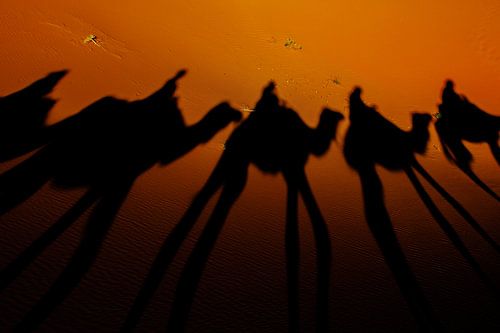 Silhouet van kamelen