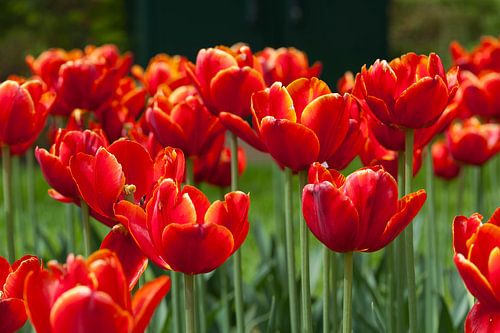 Rote Tulpen