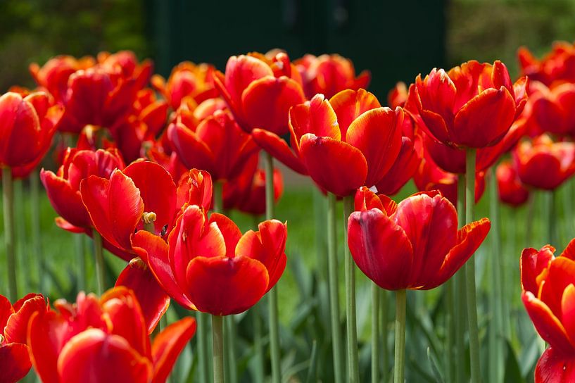 Tulipes rouges par Martien Janssen