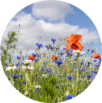 Zomer Weide van Melanie Viola