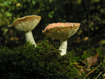 Het duo paddestoel.