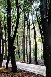 Rayons de soleil filtrant à travers la rangée d'arbres dans la Veluwe, aux Pays-Bas sur Koen Lipman