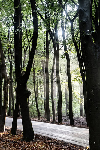 Sonnenstrahlen, die durch die Baumreihe auf der Veluwe in den Niederlanden scheinen