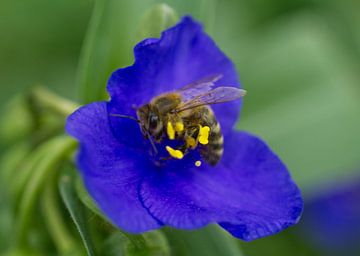 Abeille mellifère étreignant une fleur d'armoise sur Iris Holzer Richardson