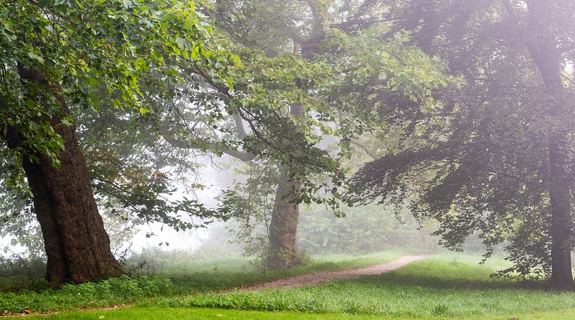 Matin dans la forêt brumeuse par Michel Knikker