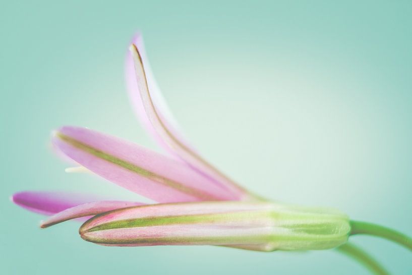 Gros plan sur les fleurs violettes dans des tons pastels par Natascha Teubl