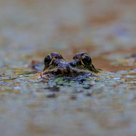 Hello, here I am, I’m a frog.... by Willem Woudenberg / Photobywim