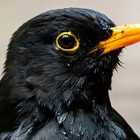 Schwarzer Vogel von Sarah Boonen
