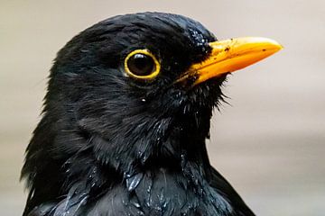 Black bird van Sarah Boonen