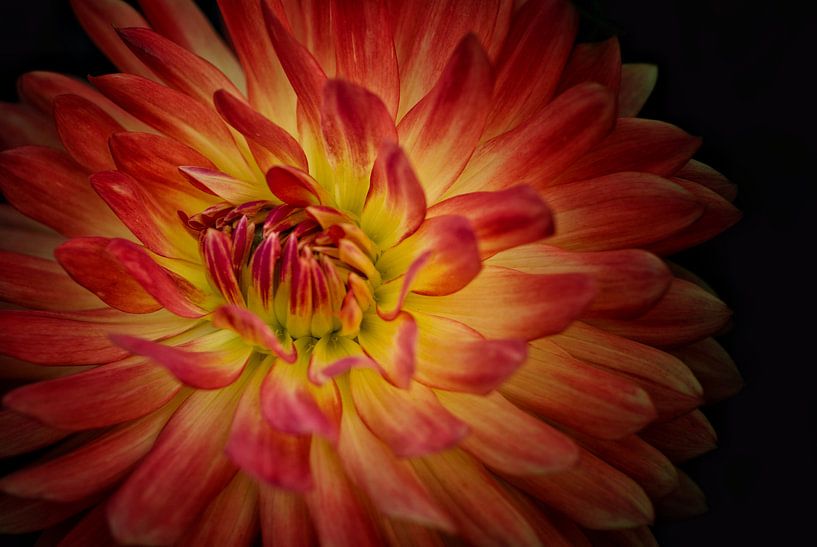 Dahlia rood-geel by Brian Taylor