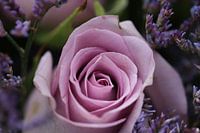 Rose in Flieder