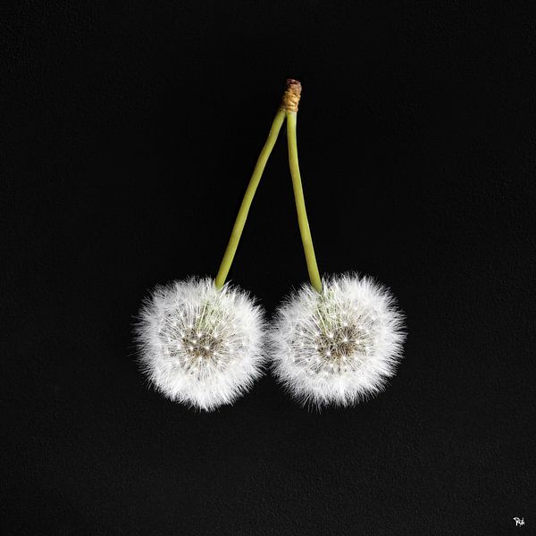 Cherry Wish by Michel Rijk
