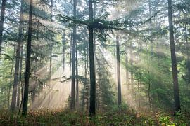 Sunbeams by Eddy Reynecke