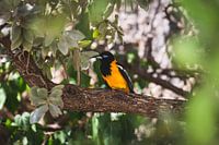 Tropical bird in Curacao (Orange Trupial)