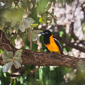 Tropische vogel op Curacao (Oranje Troepiaal) van Kwis Design