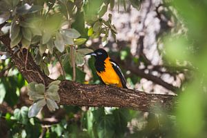 Oiseau tropical à Curaçao (Trupial orange) sur Kwis Design