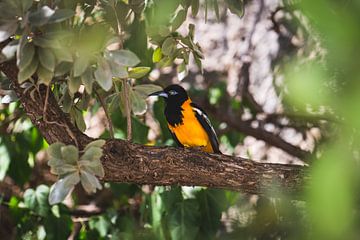 Tropische vogel op Curacao (Oranje Troepiaal) van Kwis Design
