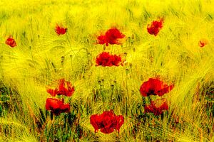 Coquelicot sur Dieter Walther