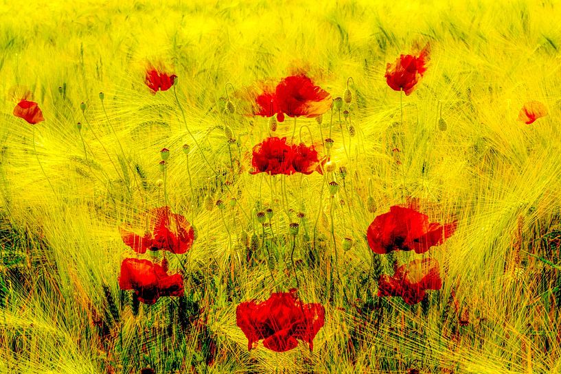 Corn poppy by Dieter Walther