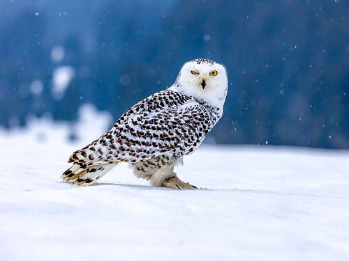 Hibou des neiges clignant des yeux