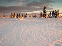 Snow Sculpture