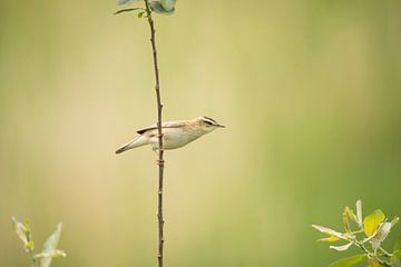 Reed warbler by Thomas Thiemann