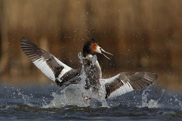 Grebe sur Jaap Bakker